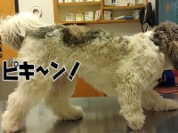 動かざること山の如し。大嫌いな動物病院で自ら石化した犬