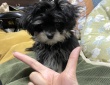 子犬に「あごのせ」教えようとしたら...　可愛すぎる〝勘違い〟に4.1万人めろめろ