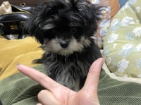 子犬に「あごのせ」教えようとしたら...　可愛すぎる〝勘違い〟に4.1万人めろめろ