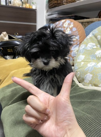 子犬に「あごのせ」教えようとしたら...　可愛すぎる〝勘違い〟に4.1万人めろめろ