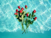 知っておきたい、気持ちが伝わる「花言葉」