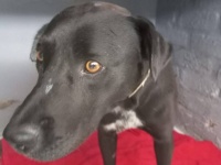 怪我をしました、助けてください。犬が保護施設に助けを求めてやって来た