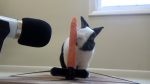 音まで癒される。人参をボリボリ、ムシャムシャ食べるウサギが可愛い！