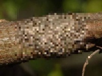 そっ閉じ必至。ネットに出回った10の衝撃画像（閲覧注意）