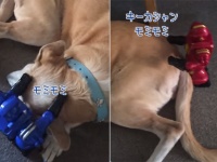 ロボットが2台体制で犬を超絶接待中。丹念に体をもみほぐすマッサージタイム