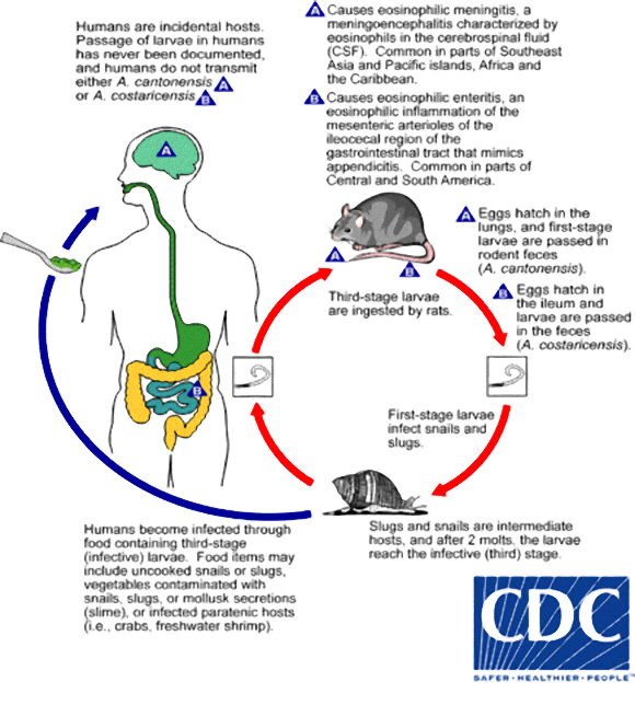 Angiostrong_LifeCycle_e