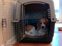 犬だって動きたくないのがブルーマンデー？お散歩に行こうと声をかけても動かないビーグル犬