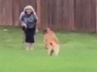 お散歩中に再会。大好きなおばあちゃんを発見した犬の見せた猛ダッシュ、真っすぐな愛