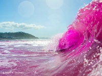 科学者がカリフォルニアの海をピンク色に染めている理由