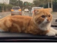 愛猫と一緒にドライブしたい人に朗報。ドライブに慣れた猫が発見される