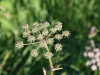 ソクラテスの薬殺刑に使用された猛毒植物「ドクニンジン」がアメリカで満開の時期を迎える