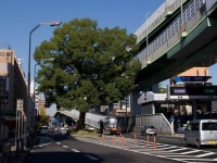国道41号線、東片端交差点の北にあるクスノキ（Kiyokさん撮影、Wikimedia Commons