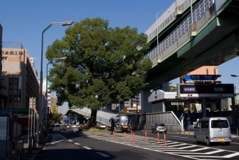国道41号線、東片端交差点の北にあるクスノキ（Kiyokさん撮影、Wikimedia Commons
