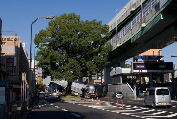 国道41号線、東片端交差点の北にあるクスノキ（Kiyokさん撮影、Wikimedia Commons