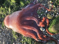珍しい深海生物、7本足のタコが浜辺で発見される（アメリカ）