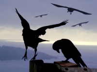 カラスは情が深かった。争った後、仲直りの為に謝罪もするしスキンシップを行うという研究報告（ドイツ研究）