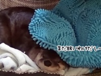 まだ眠いわけやし～。安眠中に起こされて文句たれるカワウソ