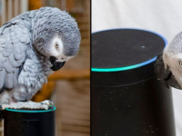 身に覚えのない注文履歴？Amazonのアレクサで勝手にネット注文した犯人は大型インコのヨウムだった！（イギリス）