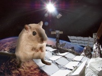 筋肉を強化したマイティー・マウスが宇宙から地球に帰還(NASA)