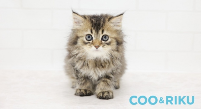 有限会社 Coo&amp;RIKUのプレスリリース画像