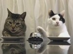 “注文の多すぎる料理店”？　ベルを鳴らしてエサを要求する猫が可愛すぎる