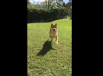 ウサギみたいな走り方が独特すぎる柴犬が可愛い…！