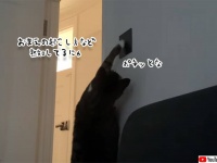 朝ごはんの時間になってもなかなか起きない人間を起こす方法を編み出した猫
