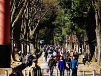 氷川参道（photo.ktdm.jpさん撮影、Flickrより）