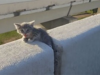 高速道路を走行中に違和感のある物体が？もう一度戻ってみたら子猫だった！無事保護される(アメリカ)