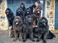 病気との闘いを支えてくれるセラピー犬。9匹のニューファンドランドを育てる女性（アメリカ）