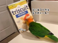 猫かと思ったらインコだった。次から次にキッチンテーブルから物を落とす遊びに夢中