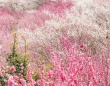 想像超える〝群馬の絶景〟に4.4万人驚たん　「めっちゃ綺麗」「桃源郷ってこんな感じなのかな」