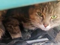 雨に濡れないよう、3匹の赤ちゃん猫を必死で守っていた野良の母猫