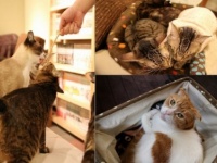 猫カフェ×漫画喫茶！　次世代型猫カフェ「猫の居る休憩所229」でゆったりな休日を♪