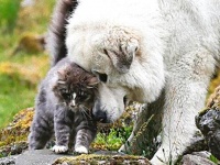 くつろぎタイムのおともにいかが？ほんわかまったり犬と猫の仲良し写真集