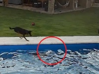 プールに落ちた盲目の犬を必死で助けようとする犬の姿が監視カメラにとらえられる