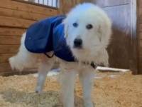 「ボクは走ることをあきらめない！」手術で後ろ足を失った「家畜の番犬」、3本足で再び走り始める