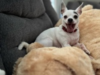 大親友の大きな犬を失った小型犬、そっくりのぬいぐるみから離れない