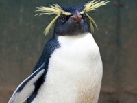 ペンギン、動物園にて