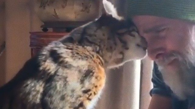 ベンガルキャットのマンゴーさん、お父さんとのイチャコラが今もなおノンストップ