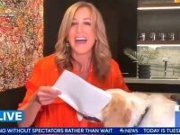 そうそう、犬だってやっちゃうよ！邪魔することで本能的欲求を発散する犬たちの動画総集編