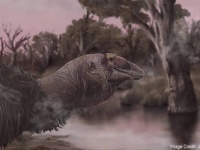 3万年前のオーストラリアに存在した巨大なサンダーバード、その完全な頭蓋骨の化石が発見される