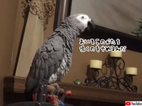 「うっさい、鳴くのをやめろ！」吠え犬たちに注意するヨウム（要音声）