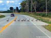 水鳥の群れが道路を渡るのをほのぼの見守っていたら、開かずの踏切レベルに長かった！