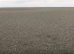 見渡す限り灰色。軽石が一面に浮かぶ海を行く船の映像。