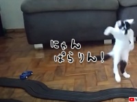 カーレースに大興奮し謎の踊りを繰り出す猫