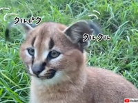 疲れてる？カラカルキャットの耳クルクルを見て英気を養おう！