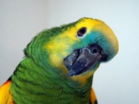 ペットのインコ、火災報知機よりも早く火事に気が付き飼い主を救う（オーストラリア）