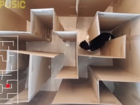 猫の脱出大作戦！ダンボールで作った巨大迷路をクリアすることができるのか？