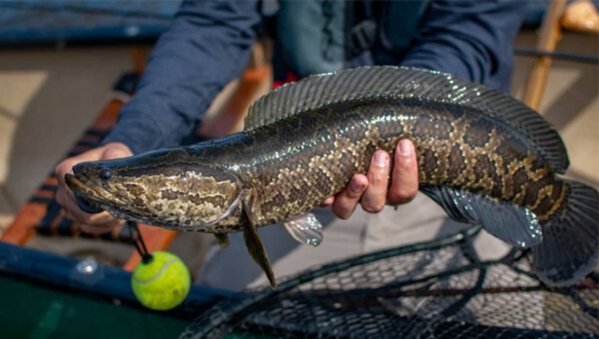 ヘビのような頭を持ち陸地を這いまわる外来種、ノーザンスネークヘッドがアメリカで再発見